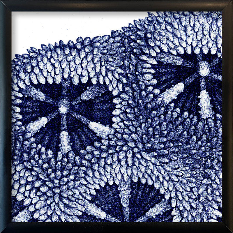 Stony Corals - detail III.