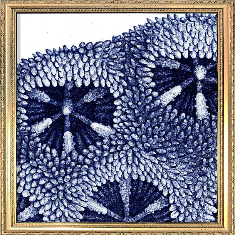 Stony Corals - detail III.