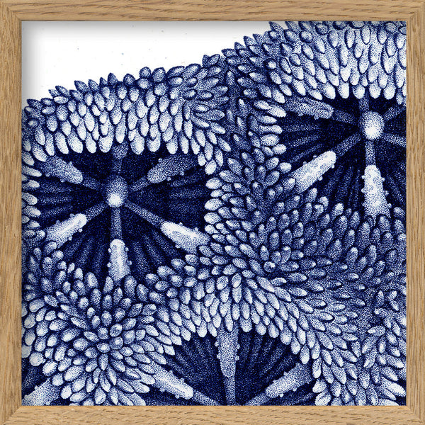 Stony Corals - detail III.