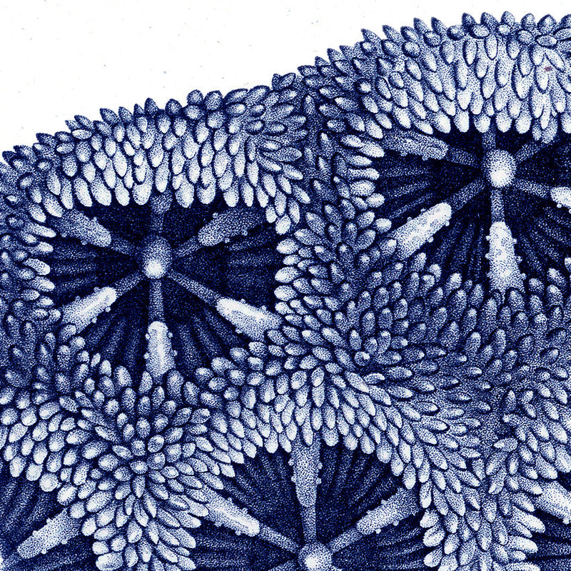 Stony Corals - detail III.