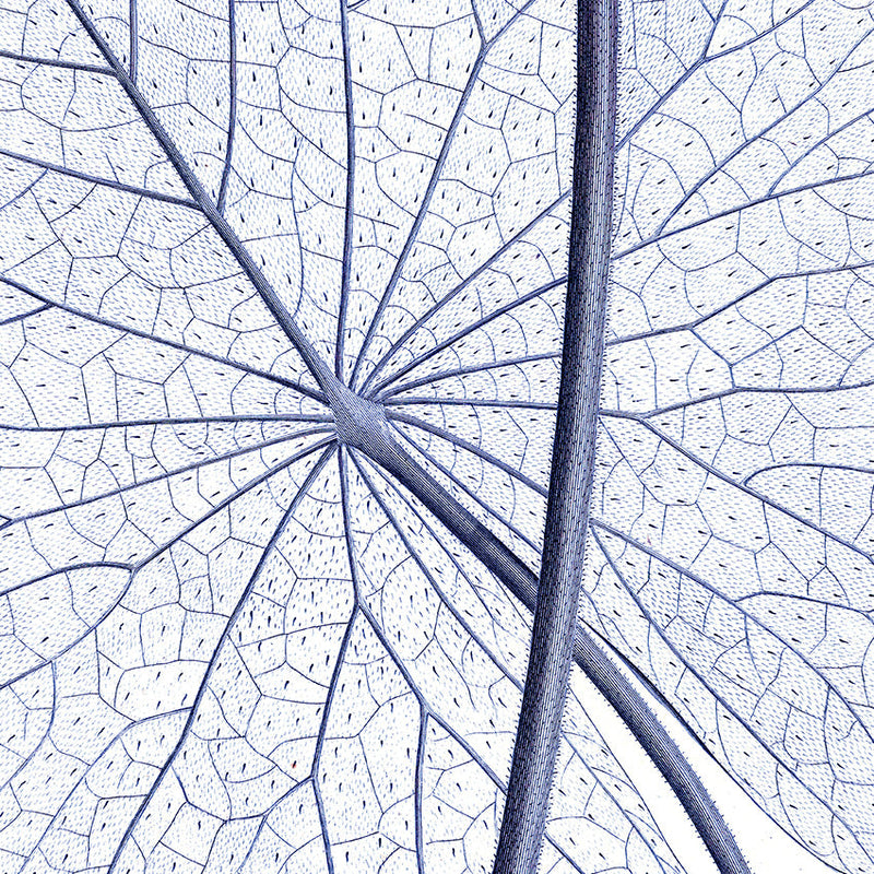 White Lily - detail II.