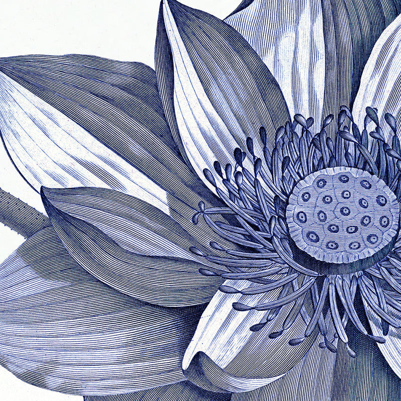 Sacred Lotus - detail