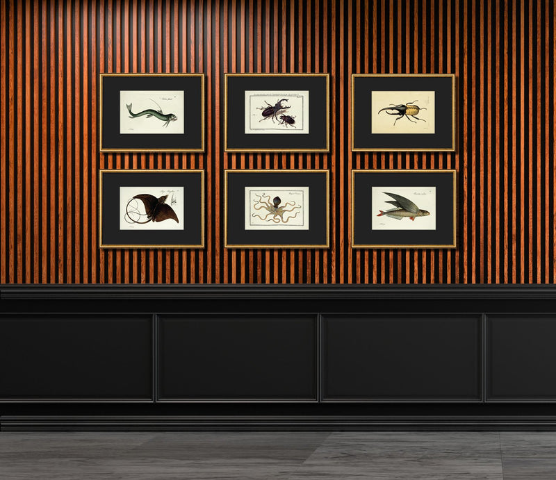 Sea Dragon (Phycodorus Eques)