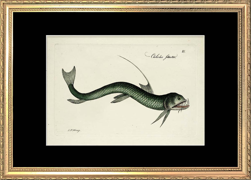Deep Sea fish (Choliodus Fetinotus)