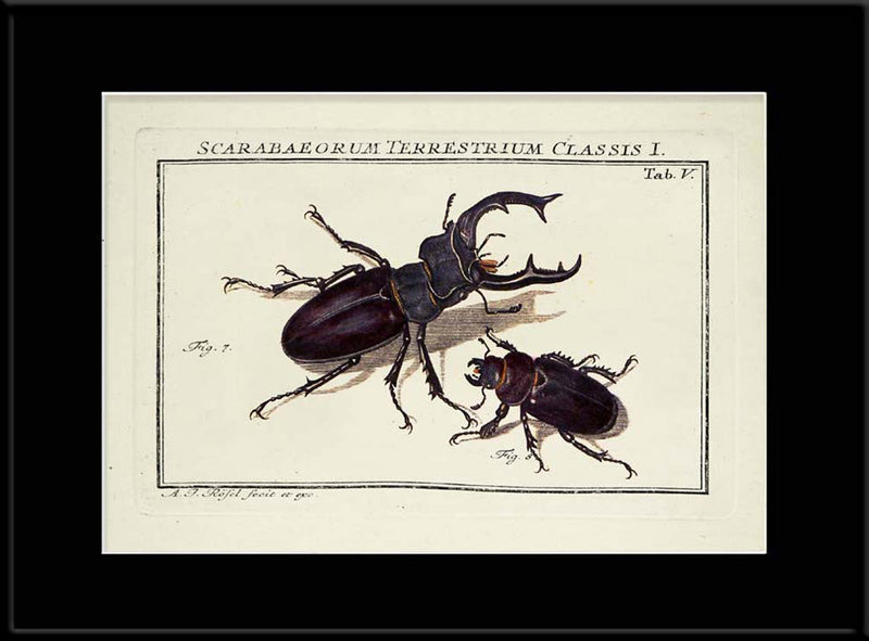 Scarab Beetle (Scarabaeorum Terrestrium)