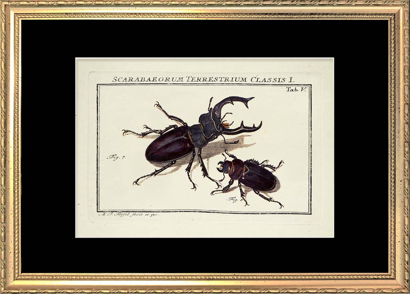 Scarab Beetle (Scarabaeorum Terrestrium)