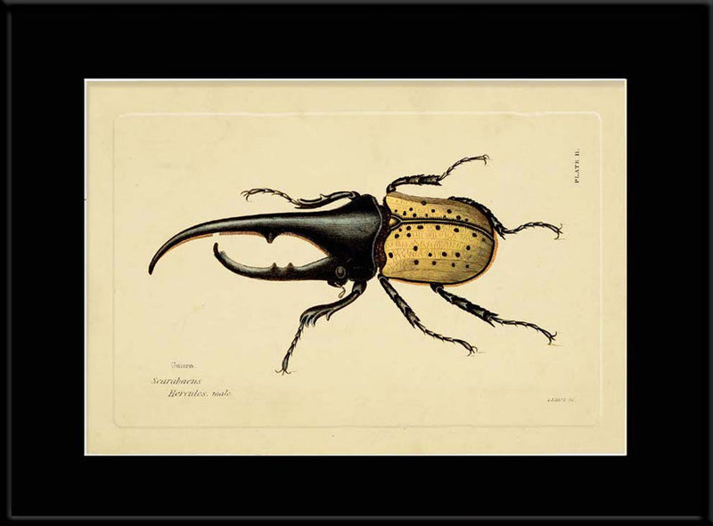 Hercules Beetle (Scarabeus Hercules)