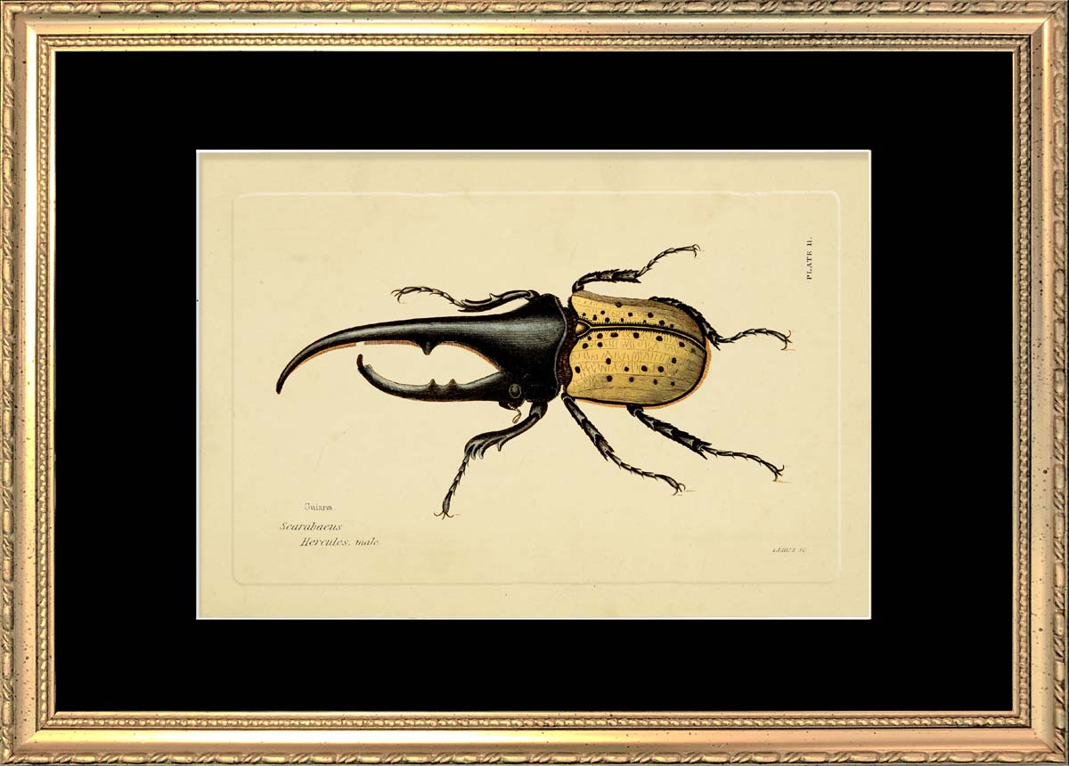 Hercules Beetle (Scarabeus Hercules) – The Dybdahl Co.