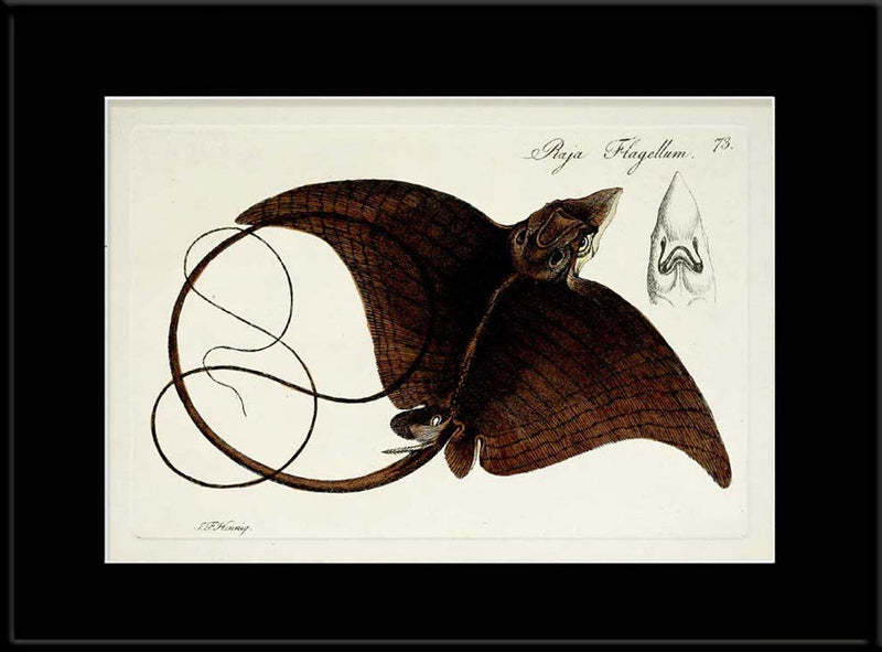 Manta Ray (Raja Flagellum)