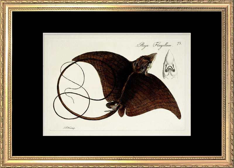 Manta Ray (Raja Flagellum)