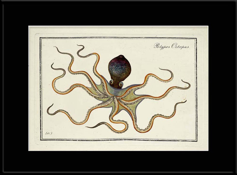 Octopus (Polypos Octopus)
