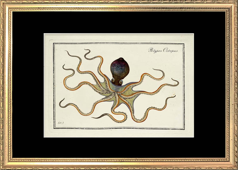 Octopus (Polypos Octopus)