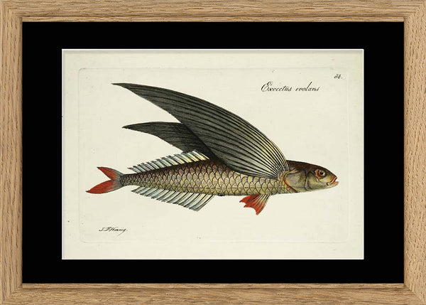 Flying Fish (Exocetus Evolans)
