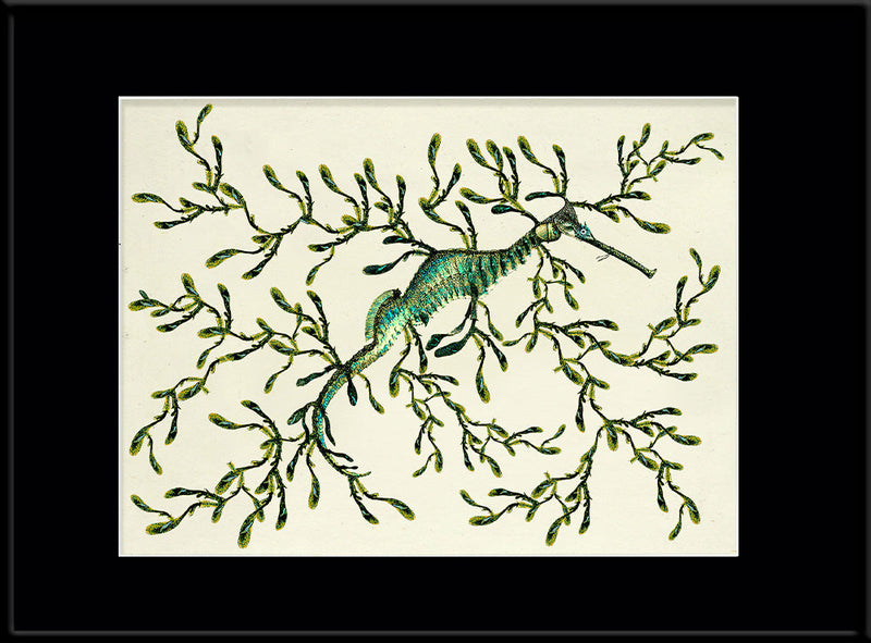 Sea Dragon (Phycodorus Eques)