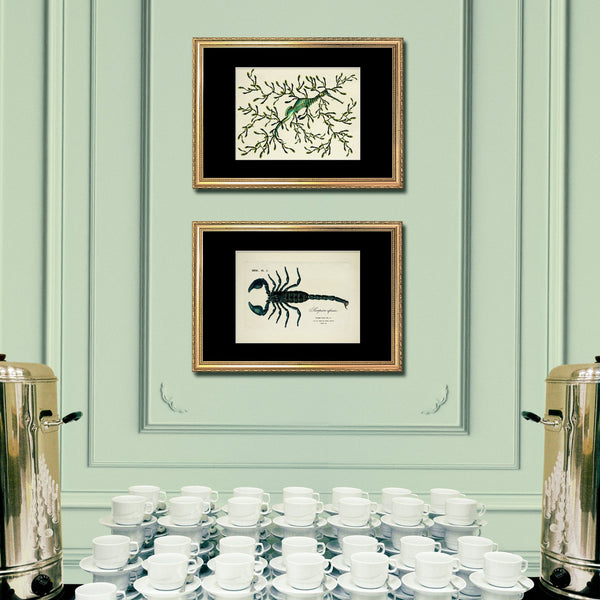 Sea Dragon (Phycodorus Eques)