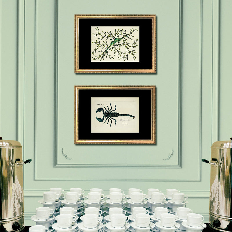 Sea Dragon (Phycodorus Eques)