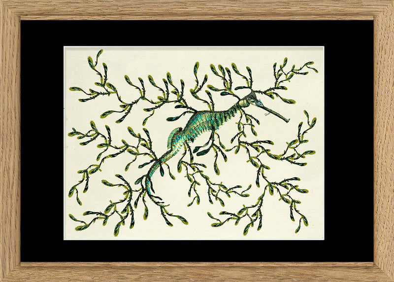 Sea Dragon (Phycodorus Eques)