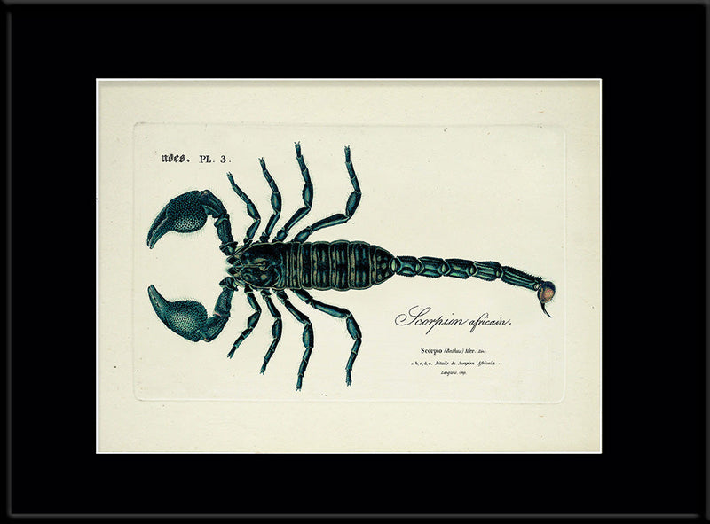 Scorpion Africain (Buthus)