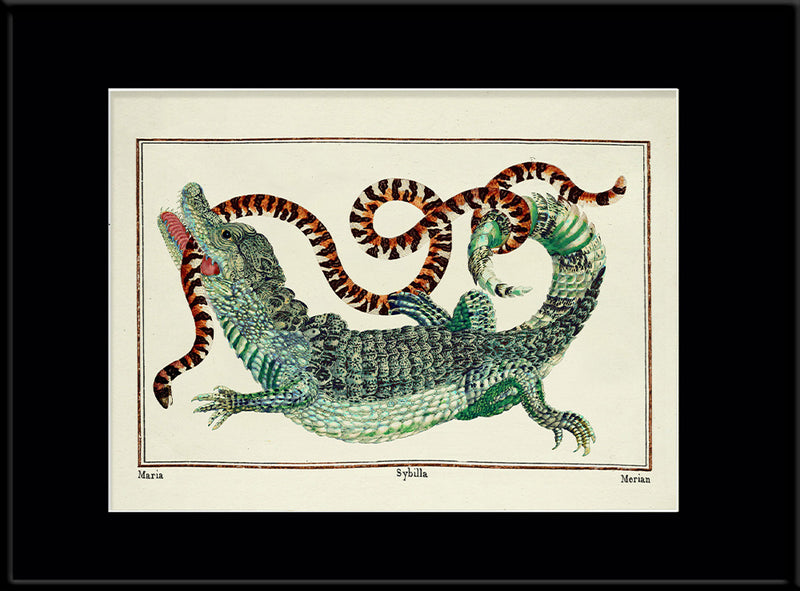 Crocodile & Snake