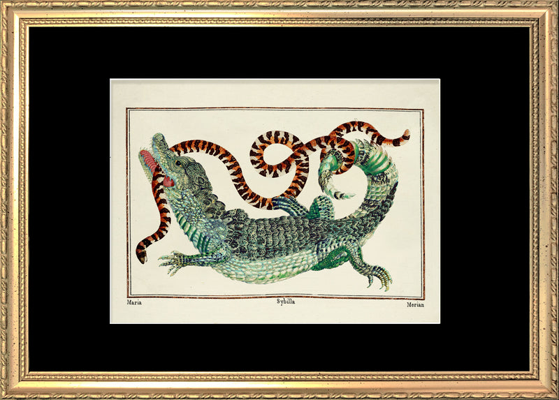 Crocodile & Snake
