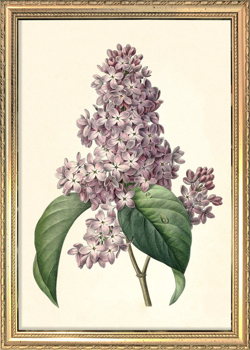 Syringa Vulgaris