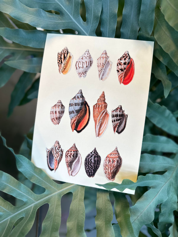 Twelve Multi Colored Sea Shells. Mini Print