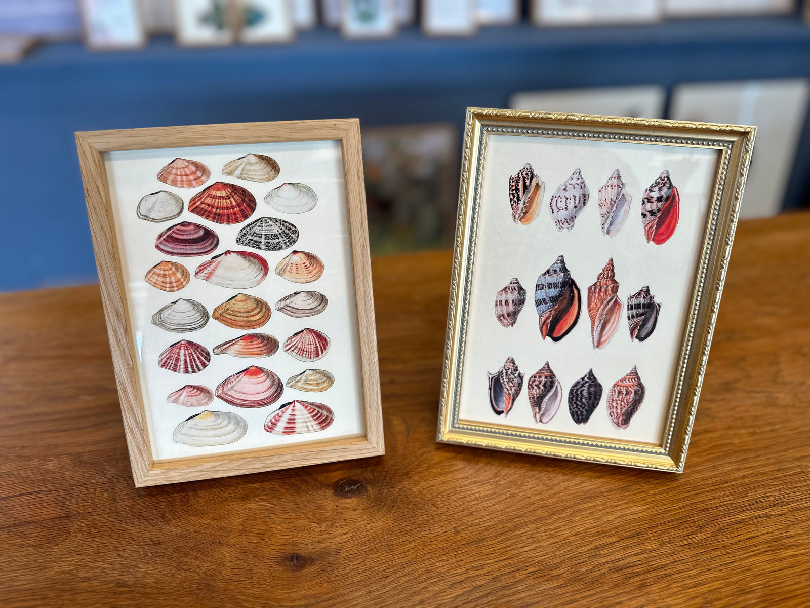 Twenty One Flat Sea Shells. Mini Print – The Dybdahl Co.