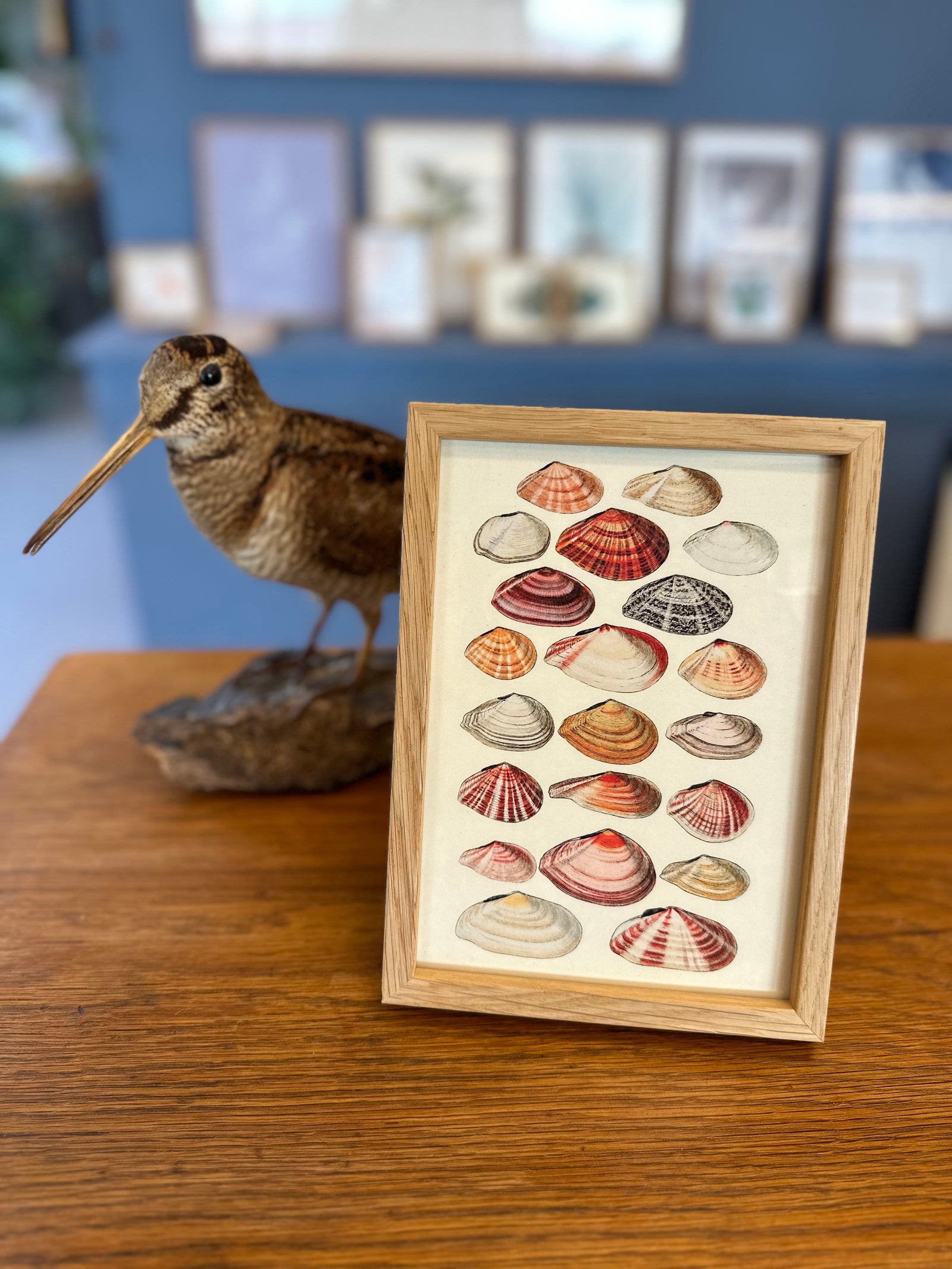 Twenty One Flat Sea Shells. Mini Print – The Dybdahl Co.