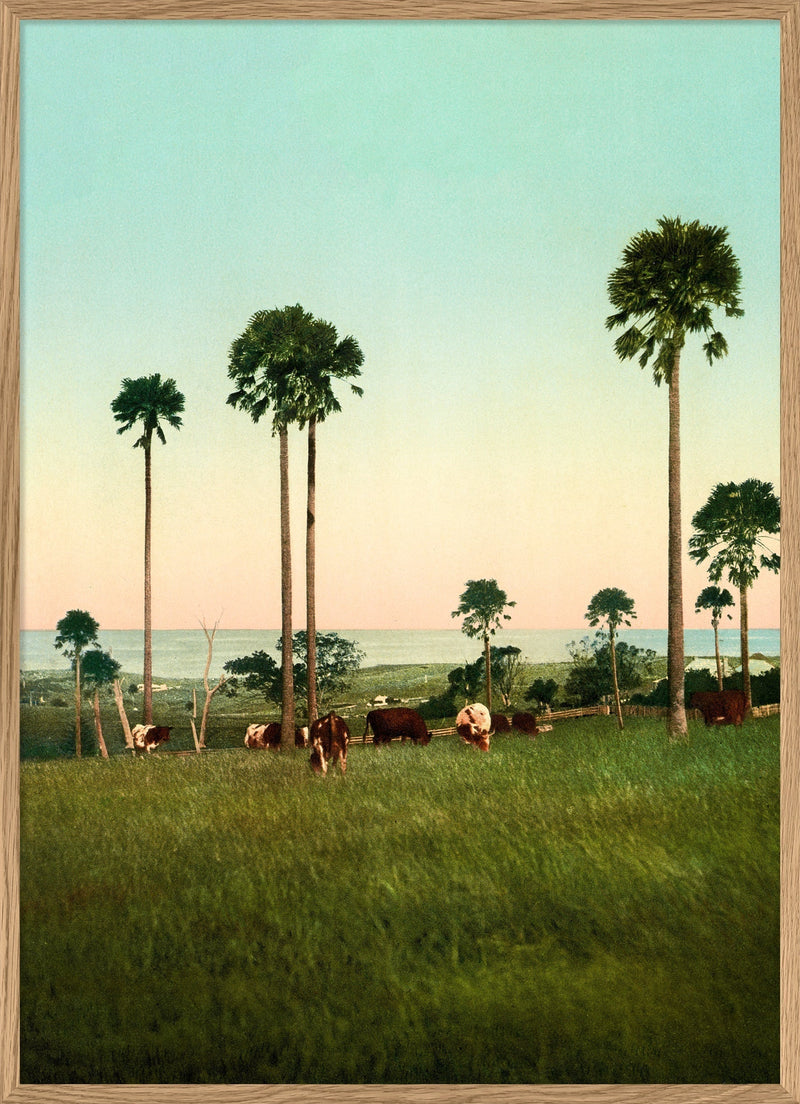 Cabbage Palms of Illawarra, Australia