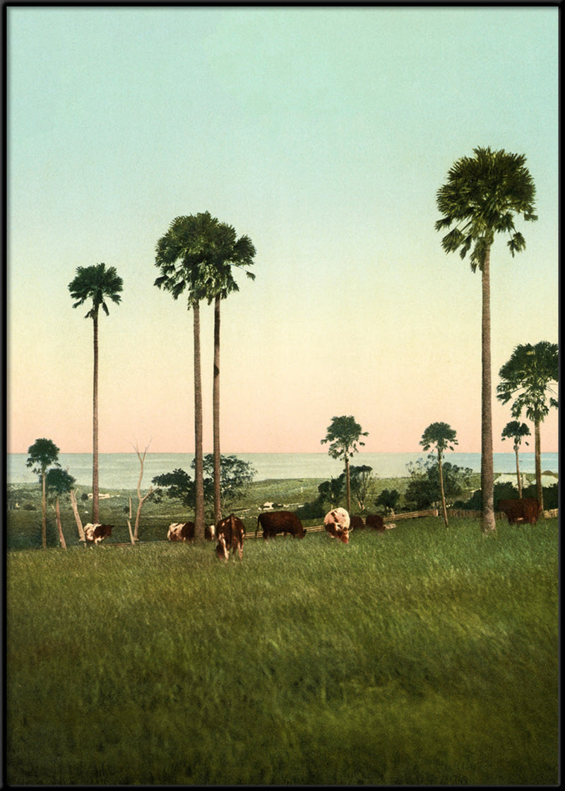 Cabbage Palms of Illawarra, Australia