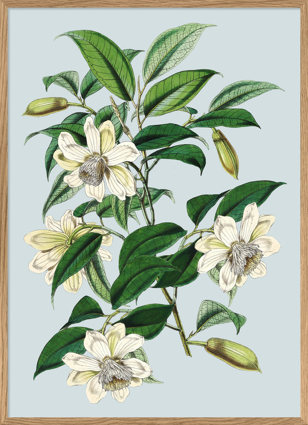 Michelia Cathcartii