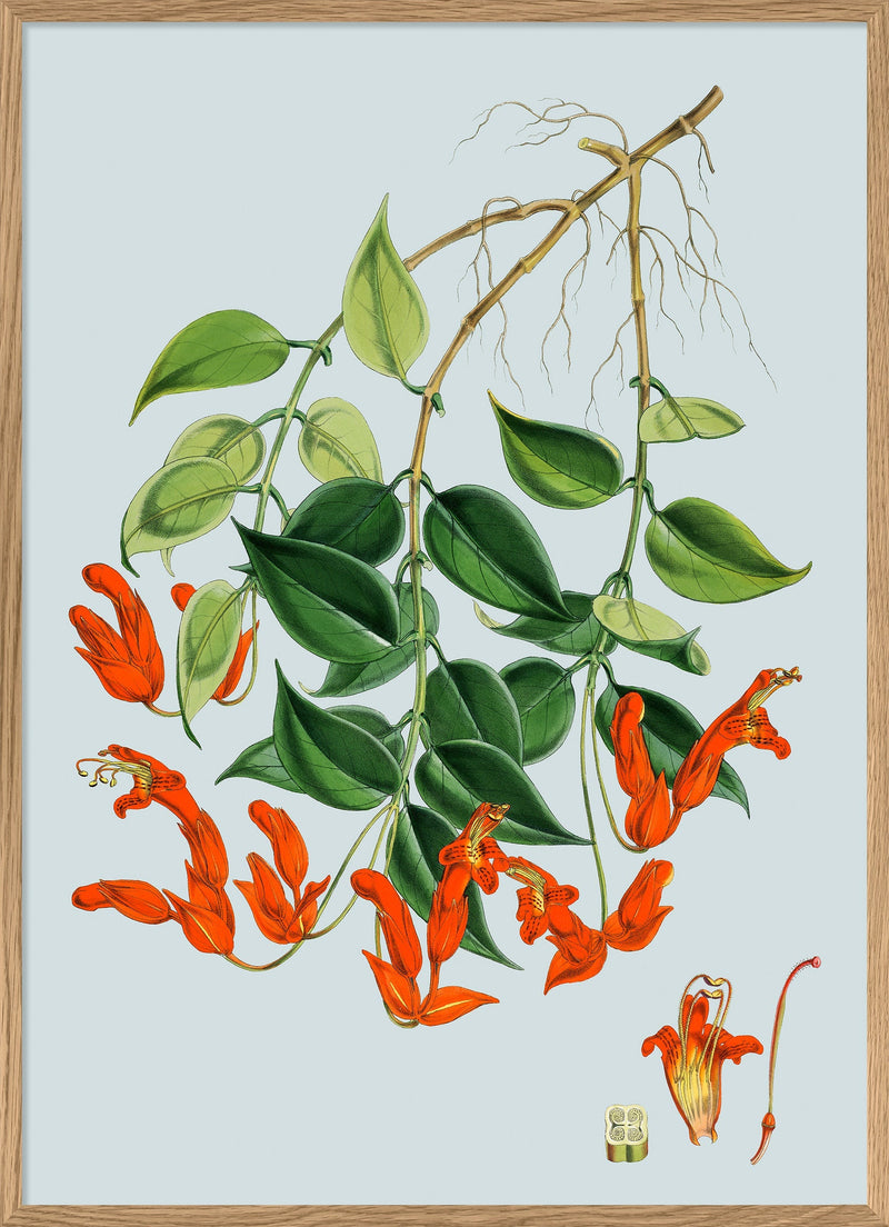 Aeschynanthus Peelii