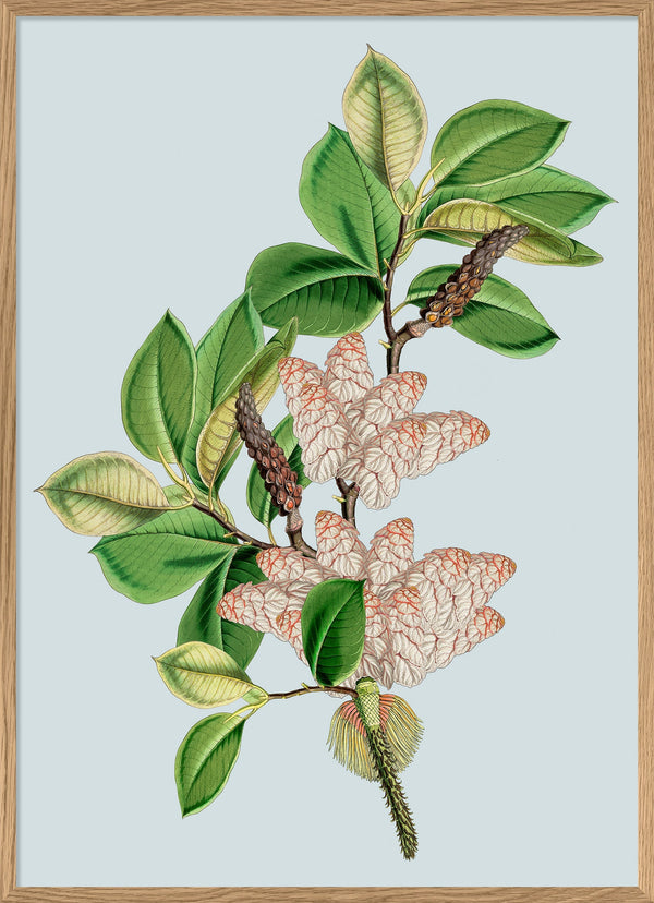 Magnolia Campbellii & Rheum Nobile