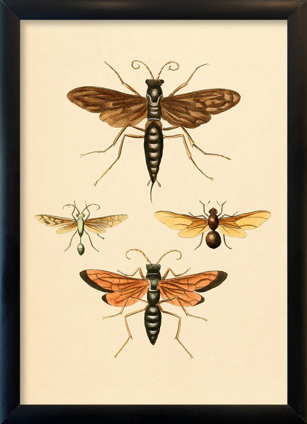 Insects. Mini Print