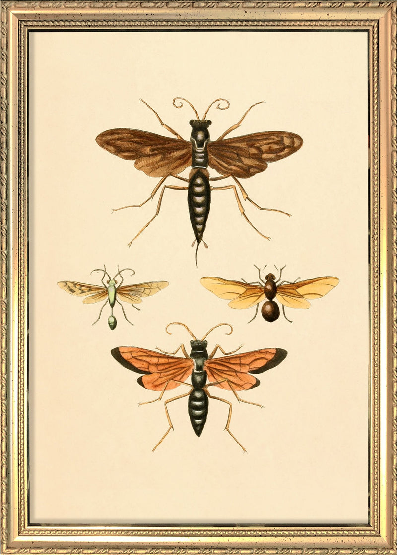 Insects. Mini Print