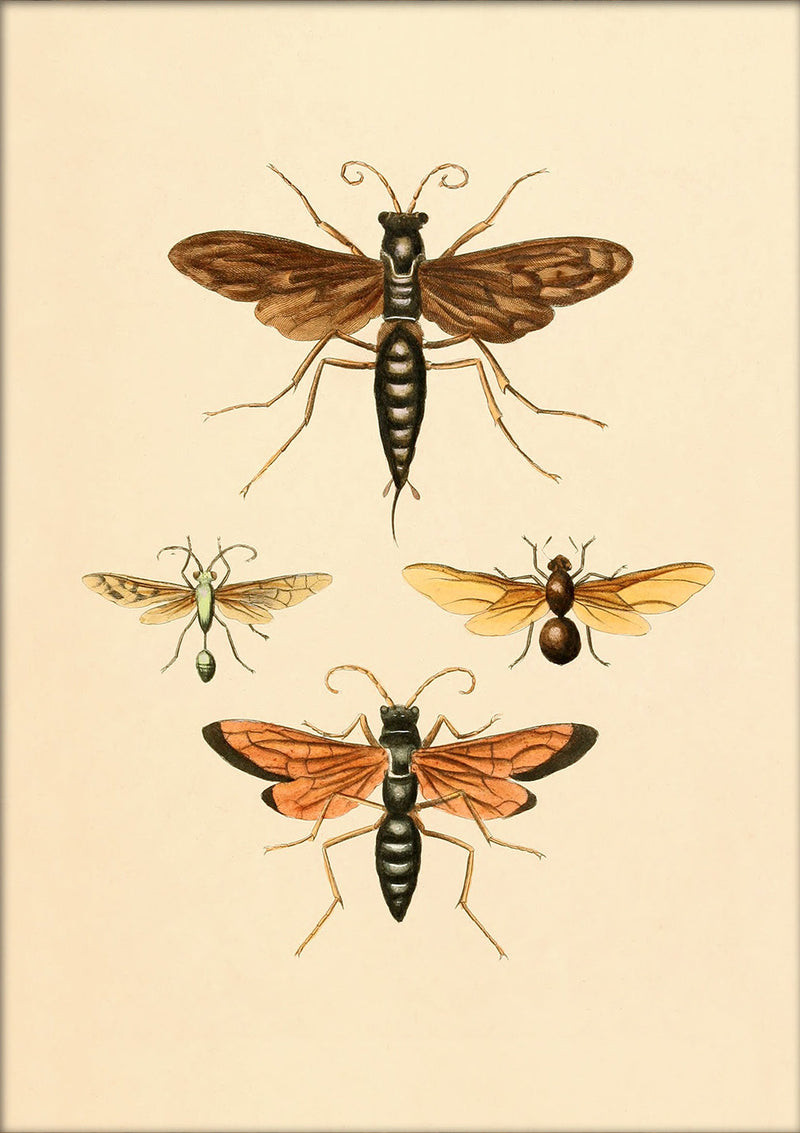 Insects. Mini Print