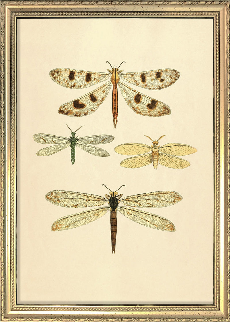Insect Inprints Insects. Mini Print – The Dybdahl Co.