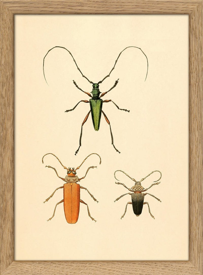 Three Beetles. Mini Print