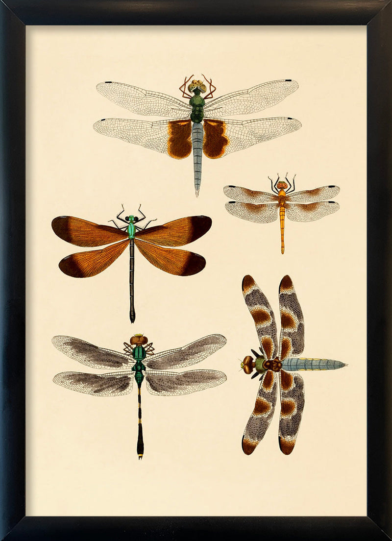 Five Dragonflies. Mini Print