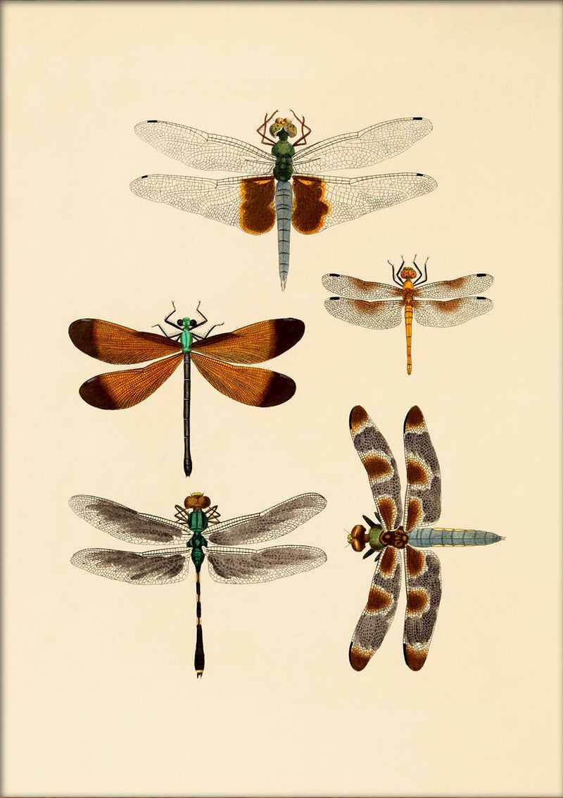 Five Dragonflies. Mini Print