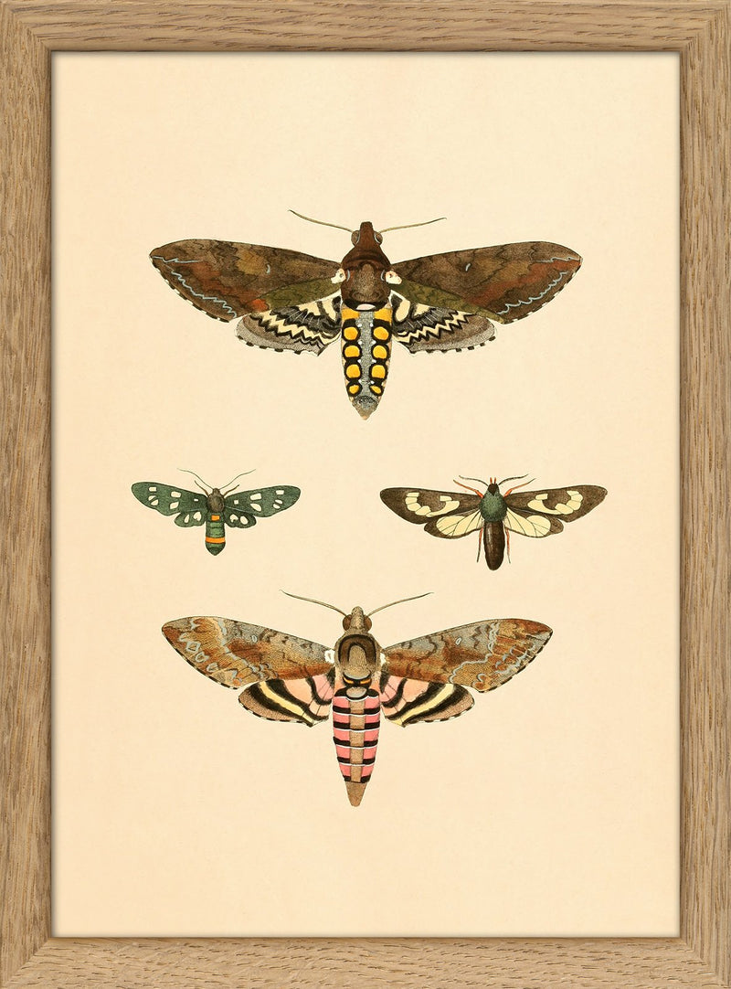 Four Moths. Mini Print