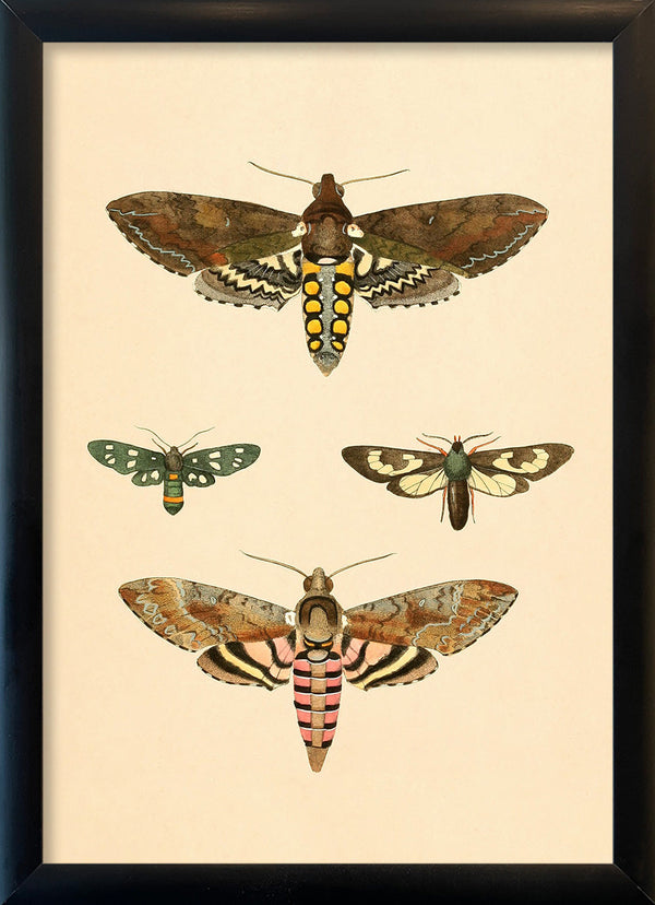 Four Moths. Mini Print