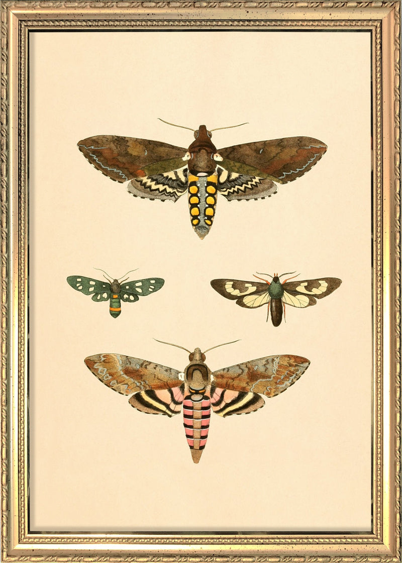 Four Moths. Mini Print