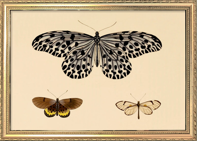 Three Butterflies. Mini Print