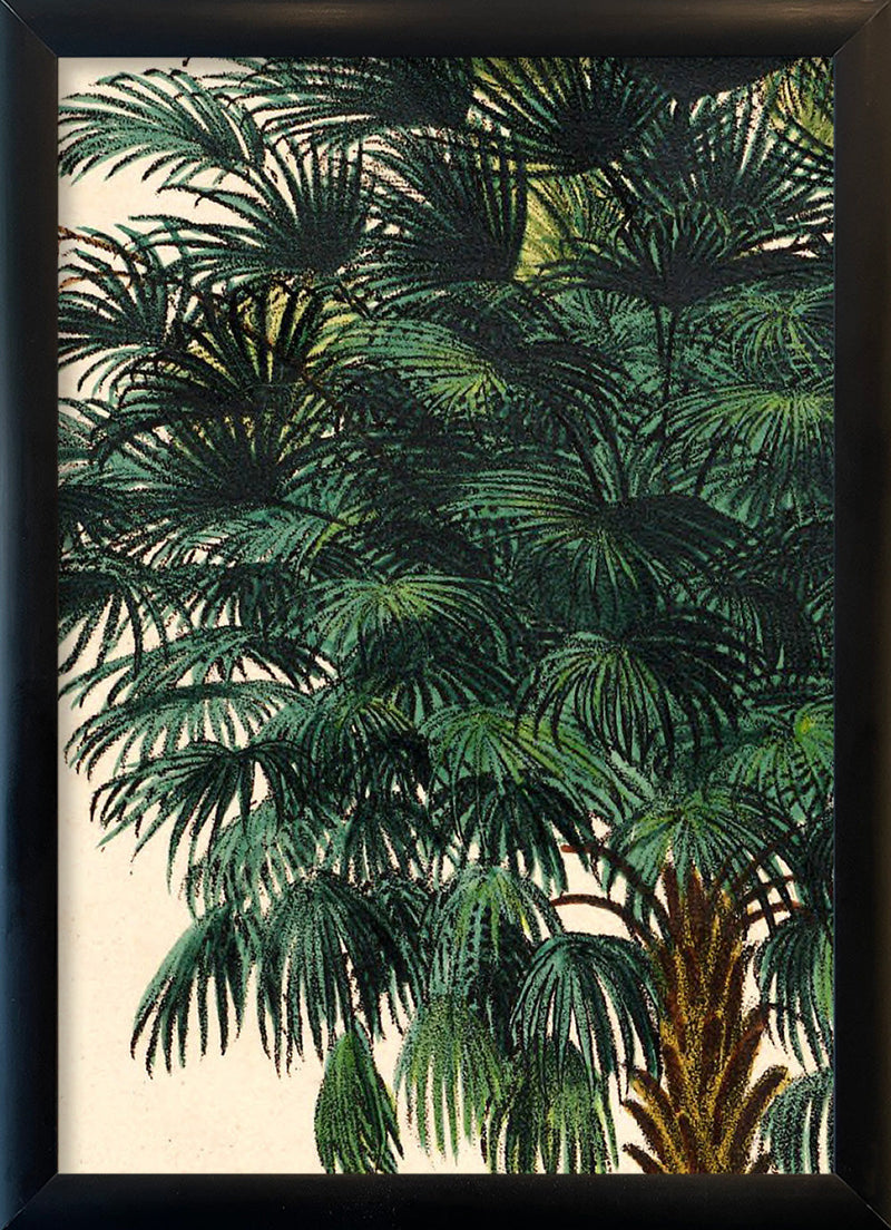 Corypha Cerifera Close Up. Mini Print