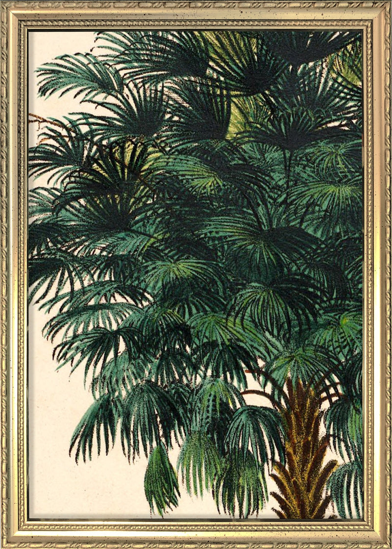 Corypha Cerifera Close Up. Mini Print