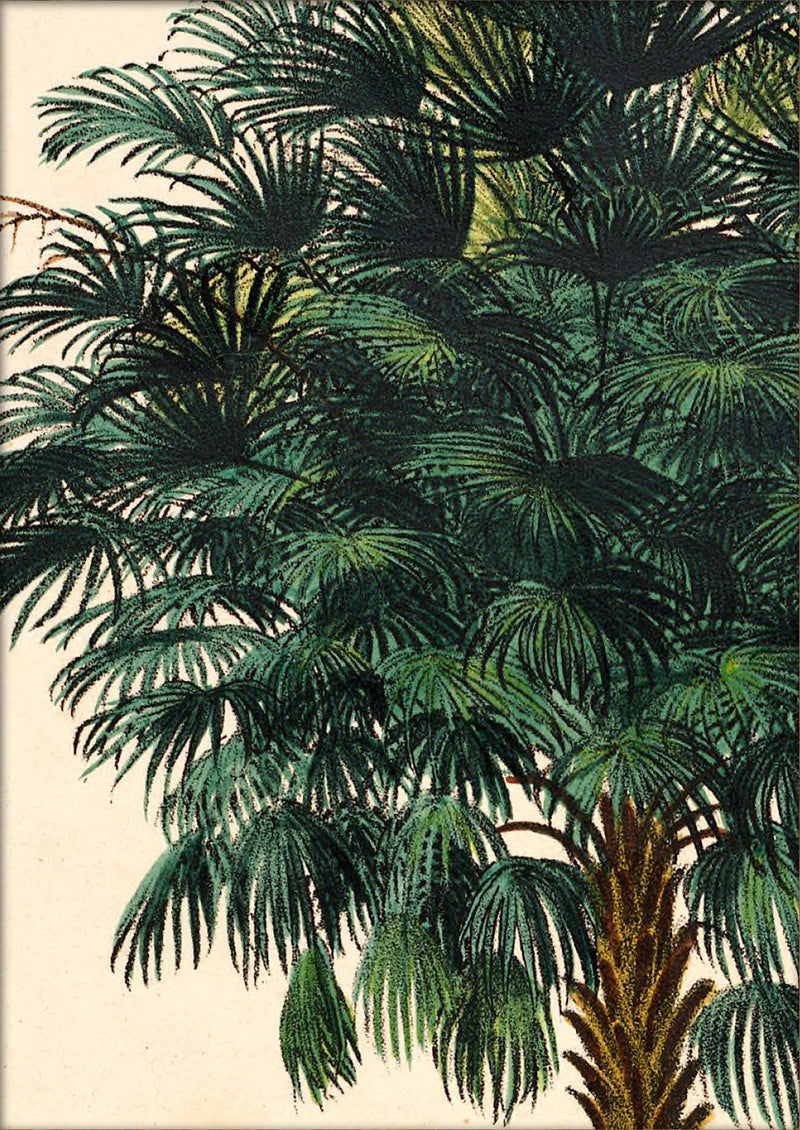 Corypha Cerifera Close Up. Mini Print
