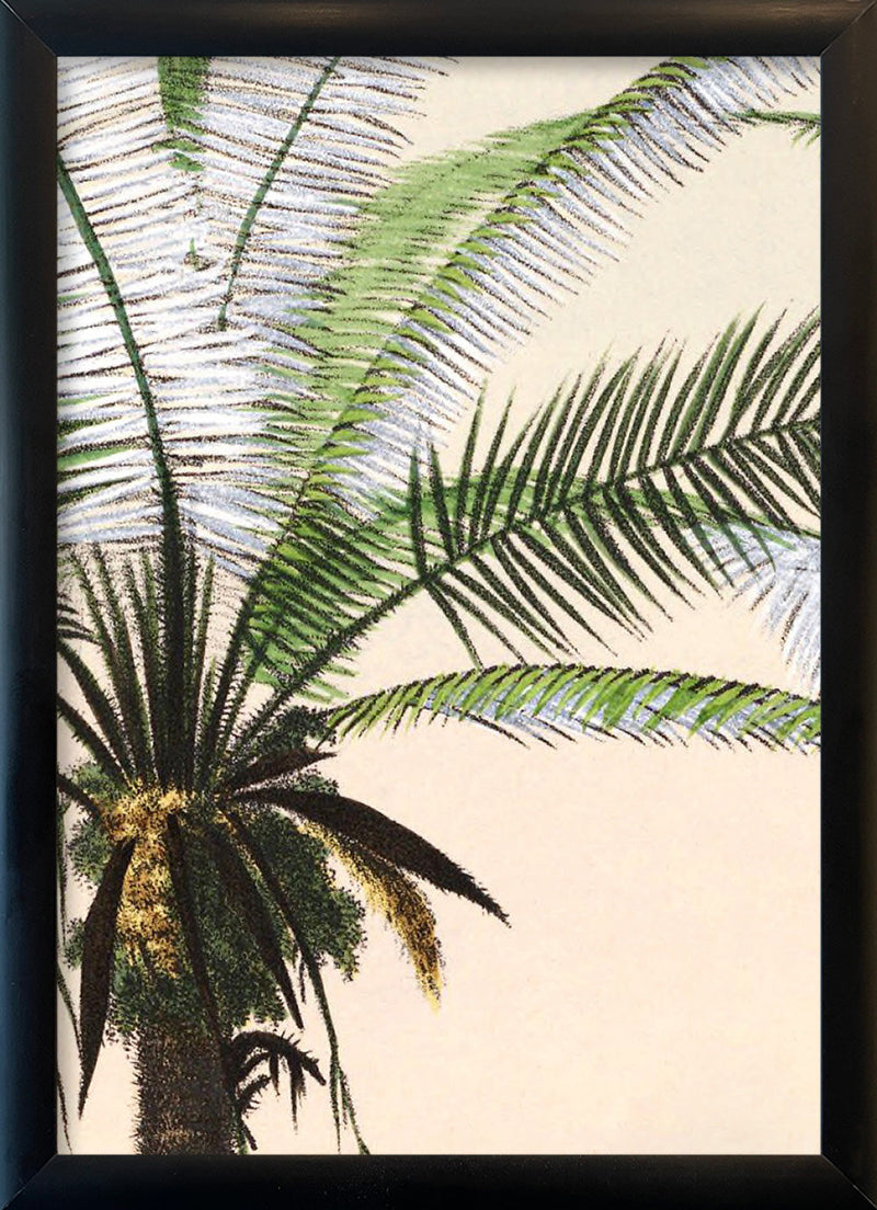 Astrocaryum Murumurú Close Up. Mini Print