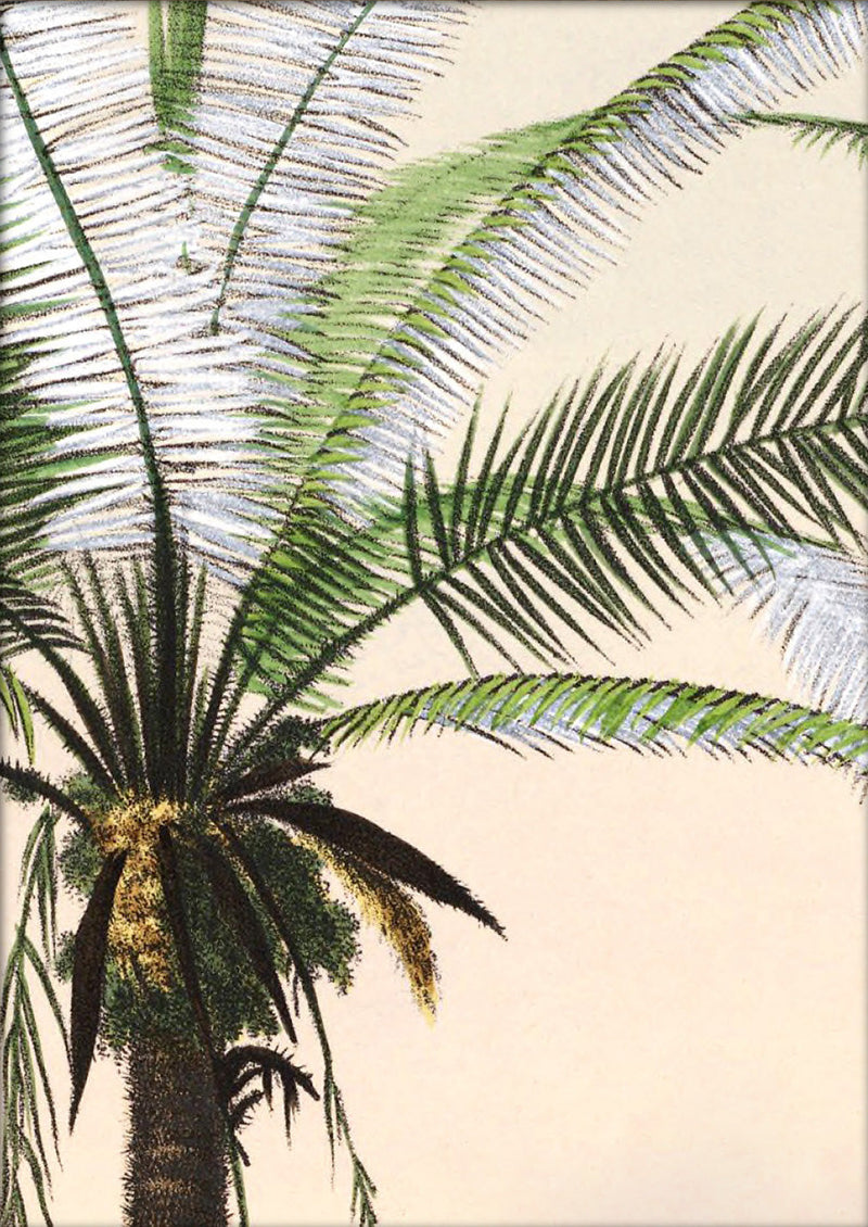 Astrocaryum Murumurú Close Up. Mini Print