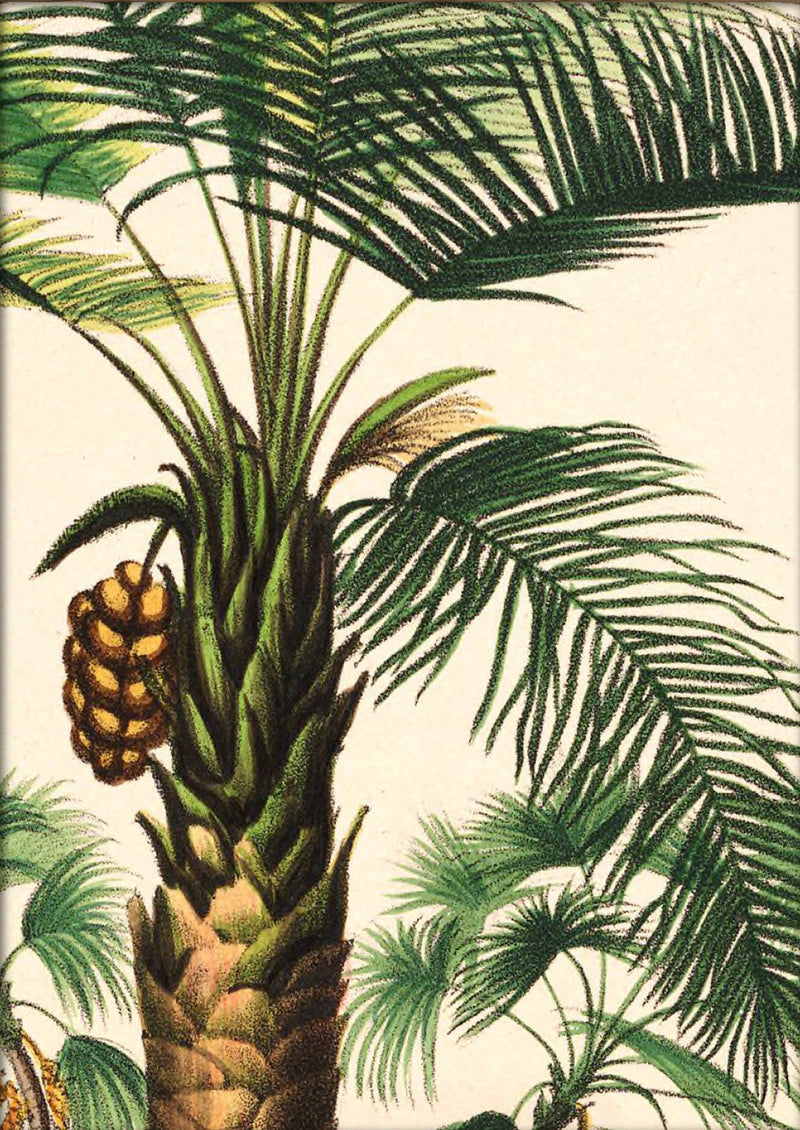 Attalea Compta Close Up. Mini Print